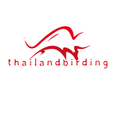 Thailandbirding – Informasi Seputar Birding Tours in Southern Thailand