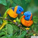 Tempat Mengamati Burung Terbaik di Asia Tenggara