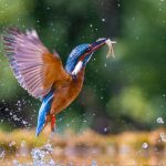 Tempat Mengamati Burung Terbaik di Thailand
