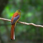 Lokasi Pengamatan Burung Terbaik di Thailand 2020