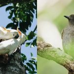 5 Lokasi Pengamatan Burung Terbaik di India
