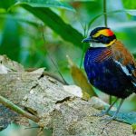 Daftar Lokasi Birding Terbaik di Thailand