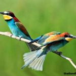 10 Tips Praktis Mengamati Burung Yang Paling Tepat